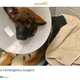Illustration for article titled Cops Say Man Raised $14,000 on GoFundMe for Puppy He Beat to Death